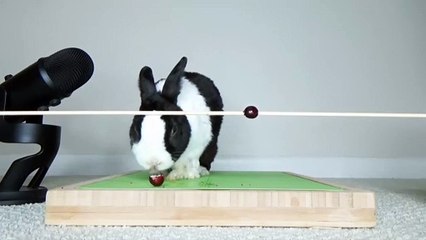 Un lapin mange des canneberges (ASMR)