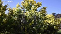 La mimosa, fiore delicato che resiste anche alla crisi della pandemia