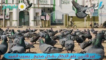 لحظة النقراض-الحمام الزاجل والضفادع الذهبية