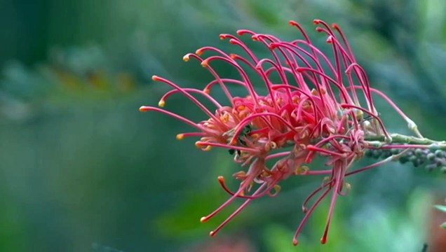 Volunteers helping Kangaroo Island's beekeepers rebuild after Black Summer bushfires