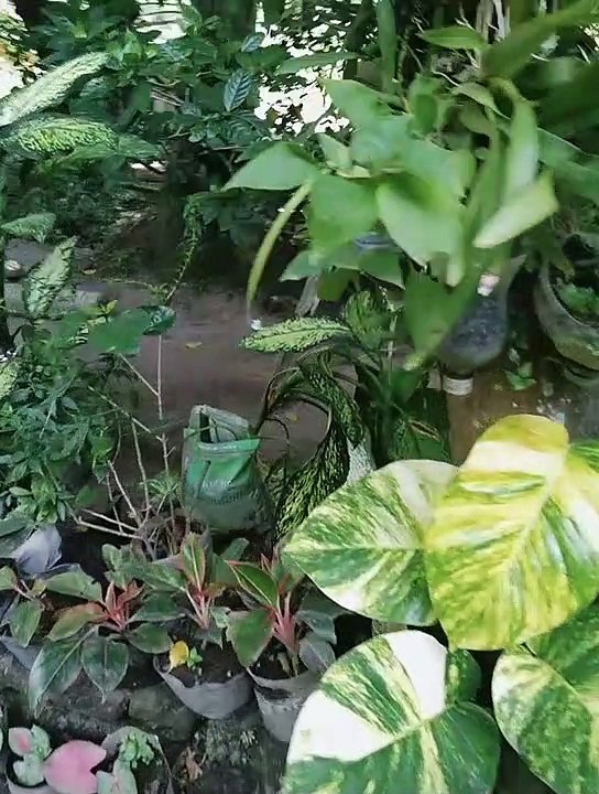 Plants