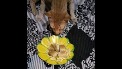 Tabu birthday how we celebrated tabu birthday??