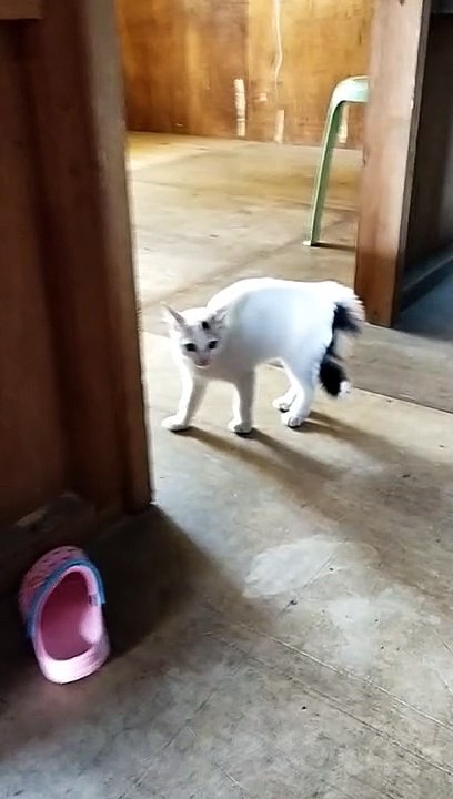 my baby cat