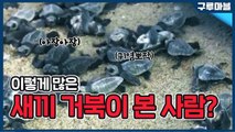[구루마블] 이렇게 많은 새끼 거북이 본 사람? / YTN