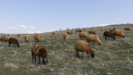 Mardin’de son 20 yılın en kurak dönemi yaşanıyor