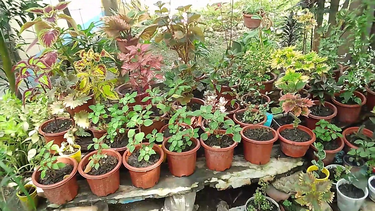 my garden