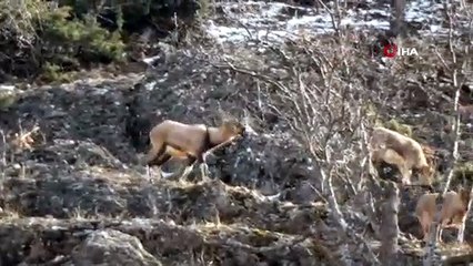 Tunceli'de yaban keçileri görüntülendi,