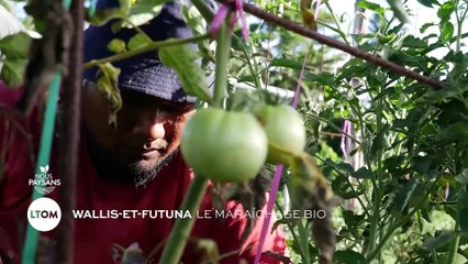 Wallis et Futuna - Le maraîchage Bio