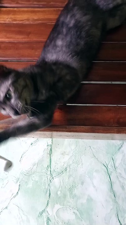 Sabi ko laruin mo lang, wag mong sirain. mweow