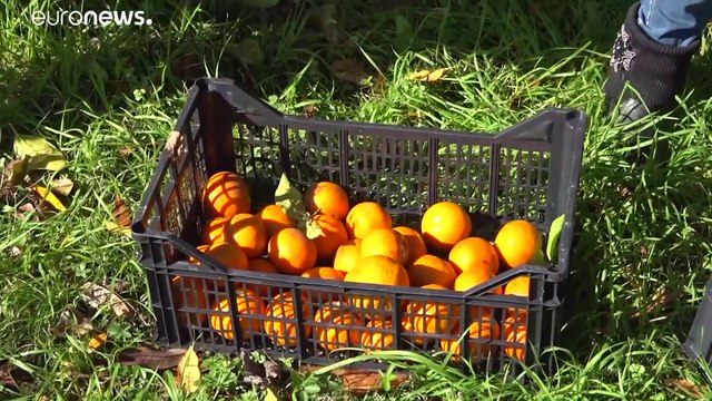 La marmellata della reggia di Caserta: un progetto per aiutare le donne vittime di violenza