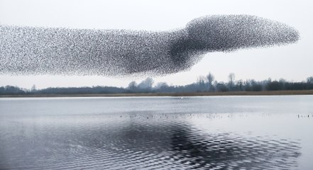 Après 500 essais, il réussit à photographier un instant magique !