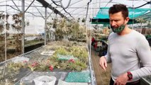 Le Cailar : les Tillandsia, une production atypique en Petite Camargue