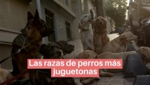 Las razas de perros más juguetonas