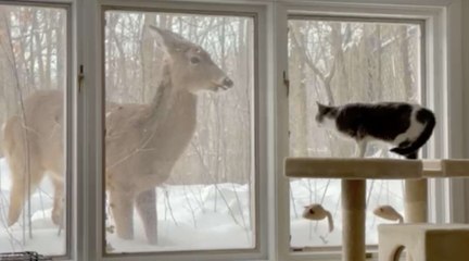 Ce chat et un cerf sauvage nous offre un moment  de complicité magique !