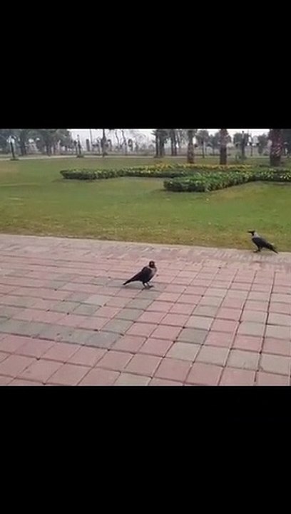 Many Birds