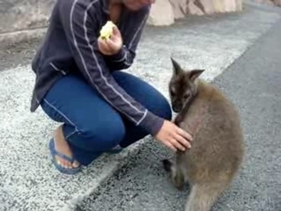Tasmanie Part 4