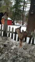 Brothers Rescue a Deer Trapped on Top of Fence