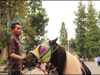 Lesunya Bisnis Kuda Tunggangan di Ganesha