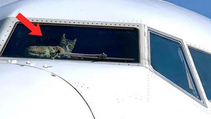 Kokpite sızan kedi kalkış yapan uçağın pilotuna saldırdı