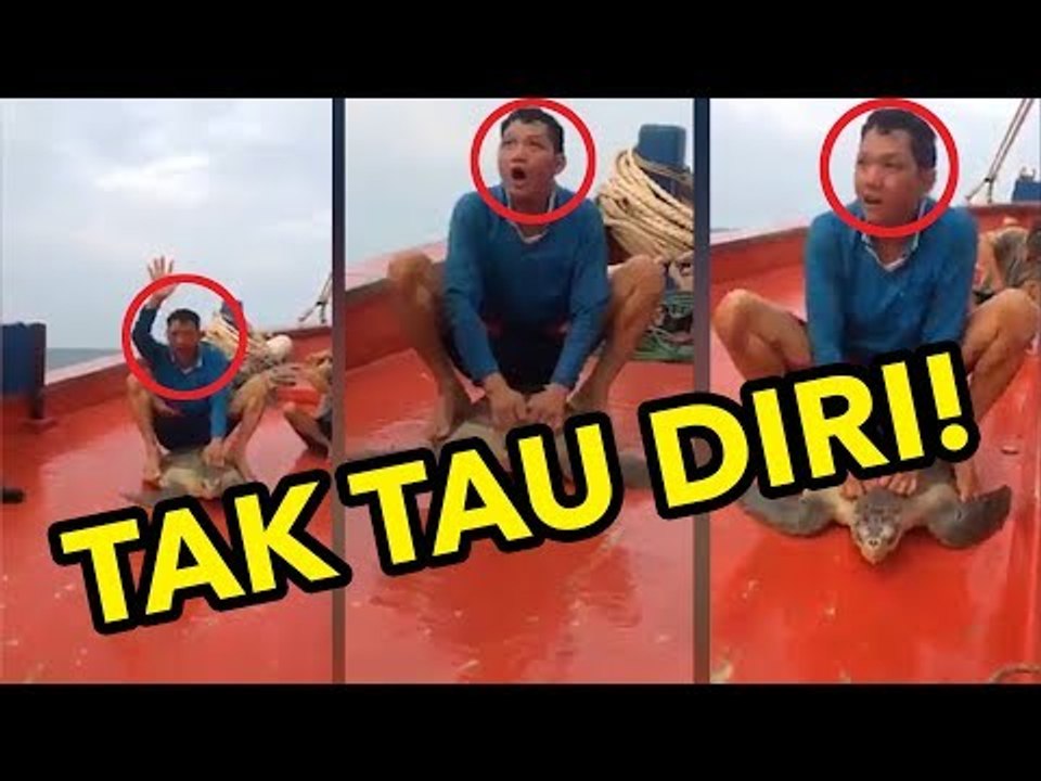 TEGA!!! Orang ini Naiki Penyu Seperti Kuda