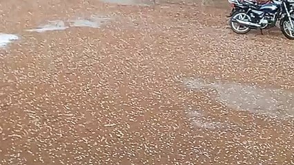 राजस्थान में यहां बरसात के साथ गिरे ओले
