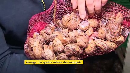 En Bourgogne, les héliciculteurs se préparent pour le réveil des escargots
