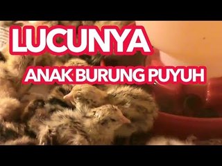 Mengais Rezeki dari Pembibitan Burung Puyuh