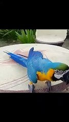 Cute Birds