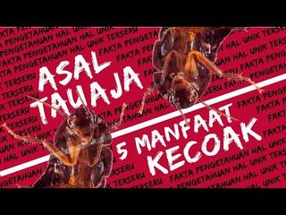 MANFAAT KECOA - Asal Tau aja #Episode2