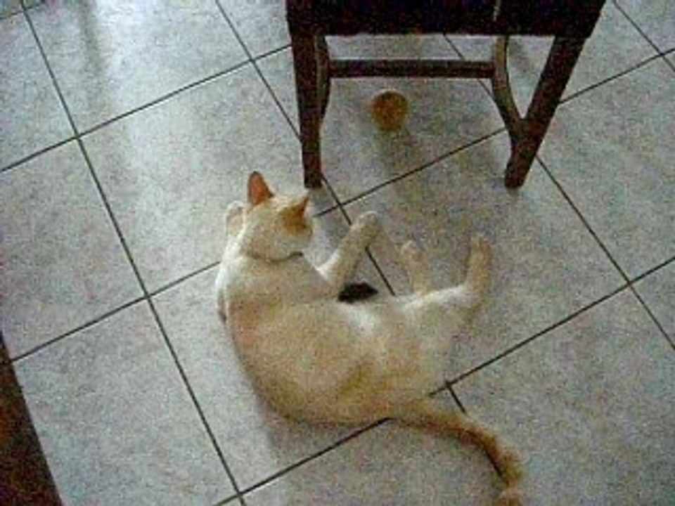 chat chasseur