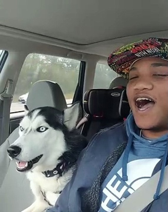 Husky Howls Along With I Love You