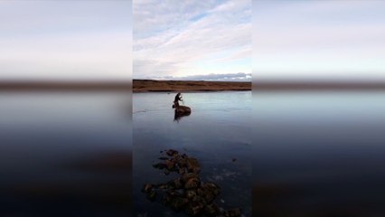 Stag Rescued From Frozen Loch