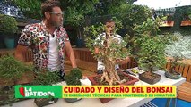 Técnicas para mantener y cuidar a un bonsái