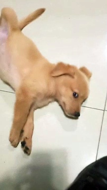 cute dog so send tips