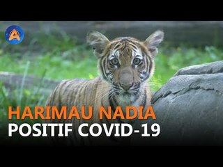 PERTAMA DI DUNIA, HARIMAU POSITIF COVID-19