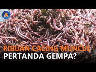 BENARKAH KEMUNCULAN RIBUAN CACING PERTANDA GEMPA?