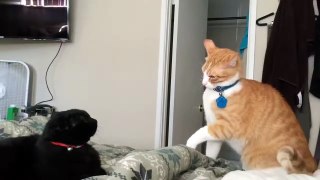 Fastest cat slaps ( funny)