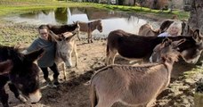 En Dordogne, ce refuge recueille les ânes maltraités, abandonnés ou condamnés à l'abattoir