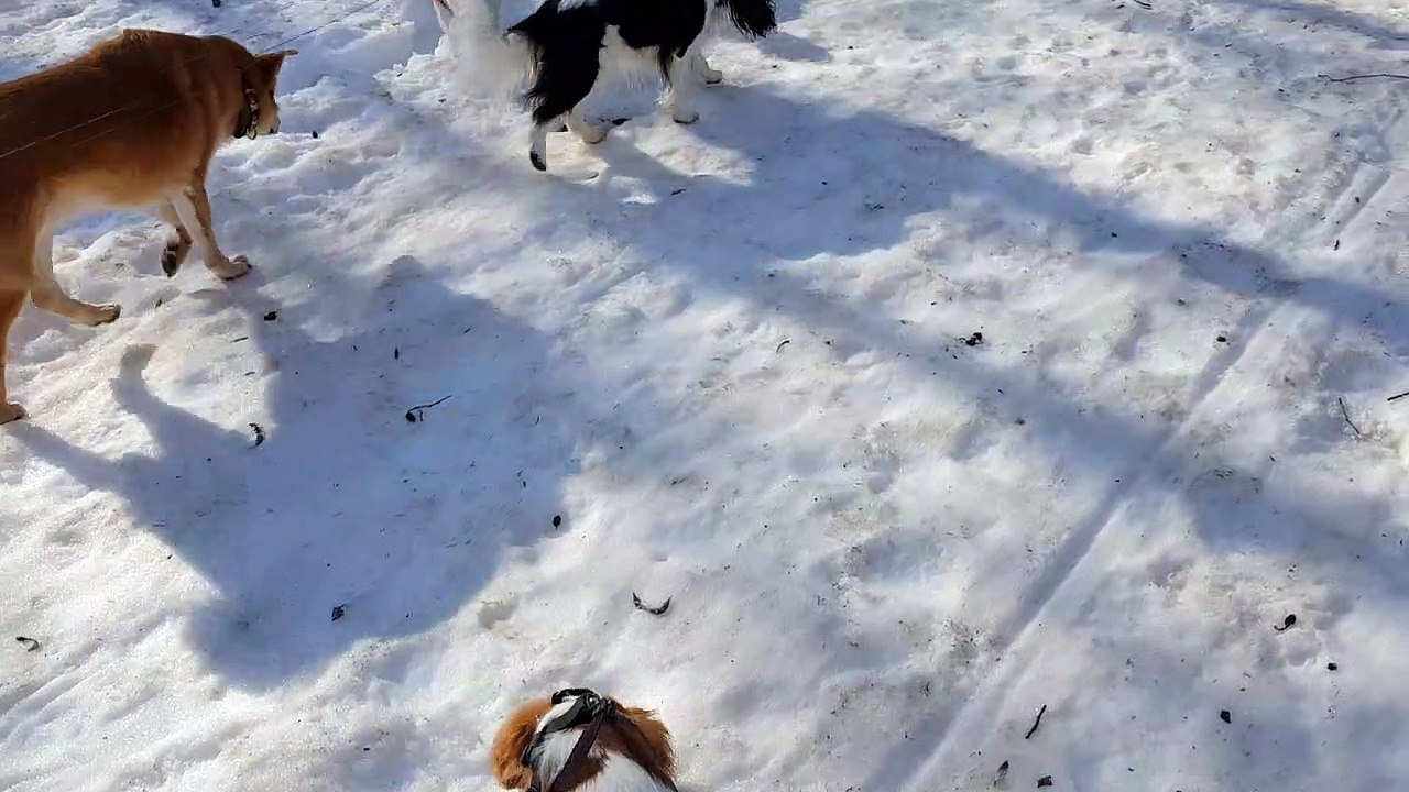 Le neige au grand Bornand mars 21