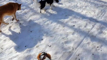 Le neige au grand Bornand mars 21