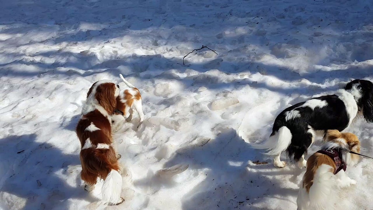 Le neige au grand Bornand mars 21 suite