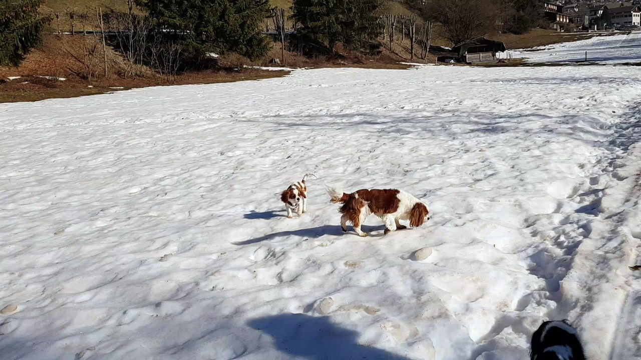 Le neige au grand Bornand mars 21 -3