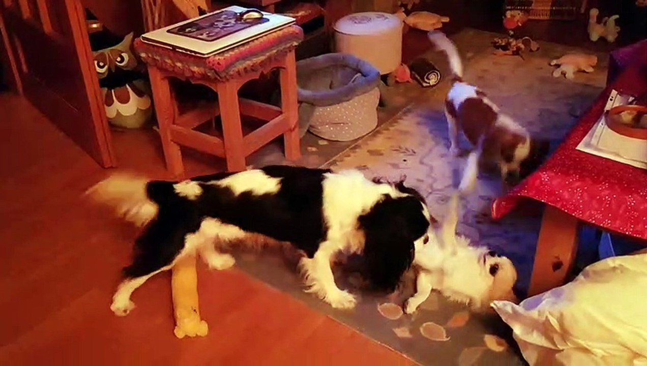 Jeux de fin d'après midi dans le chalet