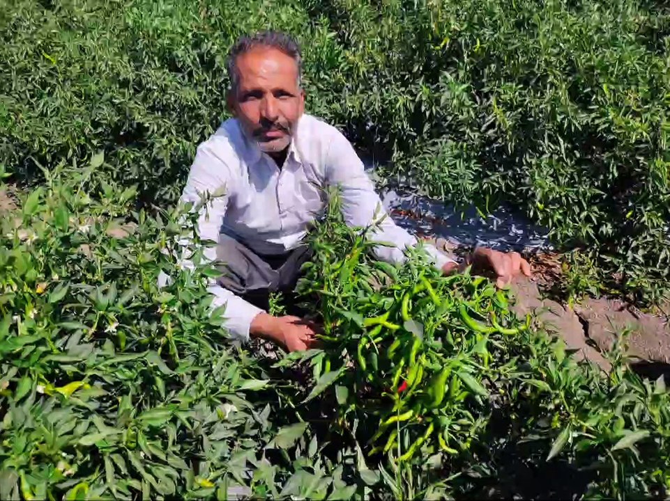 मिर्ची की फसल से कमा रहे है तीन गुना मुनाफा