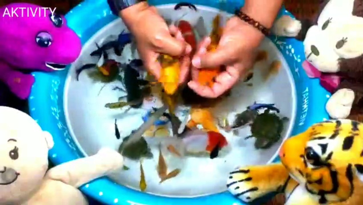 WOW, Drop Betta Fish Koi Angelfish Turtle Grayfish Lobster into water bowl | Best Aquarium fish videos