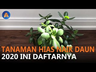 TANAMAN HIAS NAIK DAUN 2020, INI DAFTARNYA