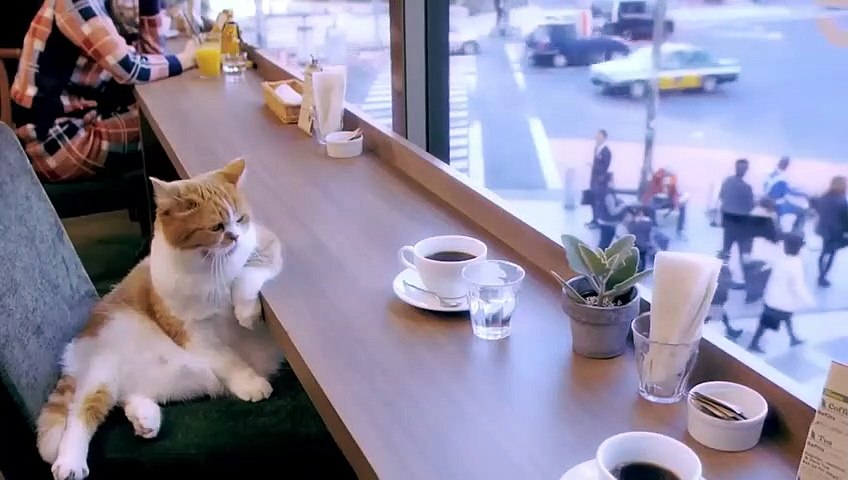 O primeiro cat café da liberdade 😻🧋 Ep.11 @angrycatcoffeeshop 📍R.