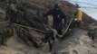 Dog rescued from cliff in San Francisco