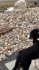 Rescued Goose Isn't Ready for Hugs