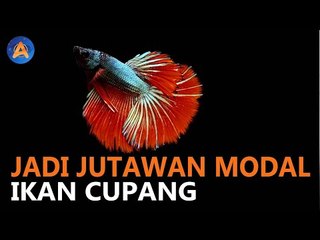 CARA KAYA DALAM SEKEJAP BERMODAL IKAN CUPANG
